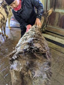 Donkey coats are very thick, and they hold lots of dust and dirt. It is important to get the entire coat wet and well soaped so it can be cleaned properly.