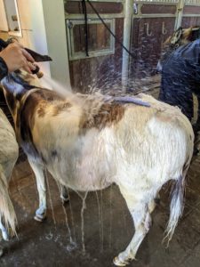 Warm water is always used to rinse the shampoo off the donkeys. And the baths are done as quickly as possible, so they don't get chills. Fortunately, this day is very mild.
