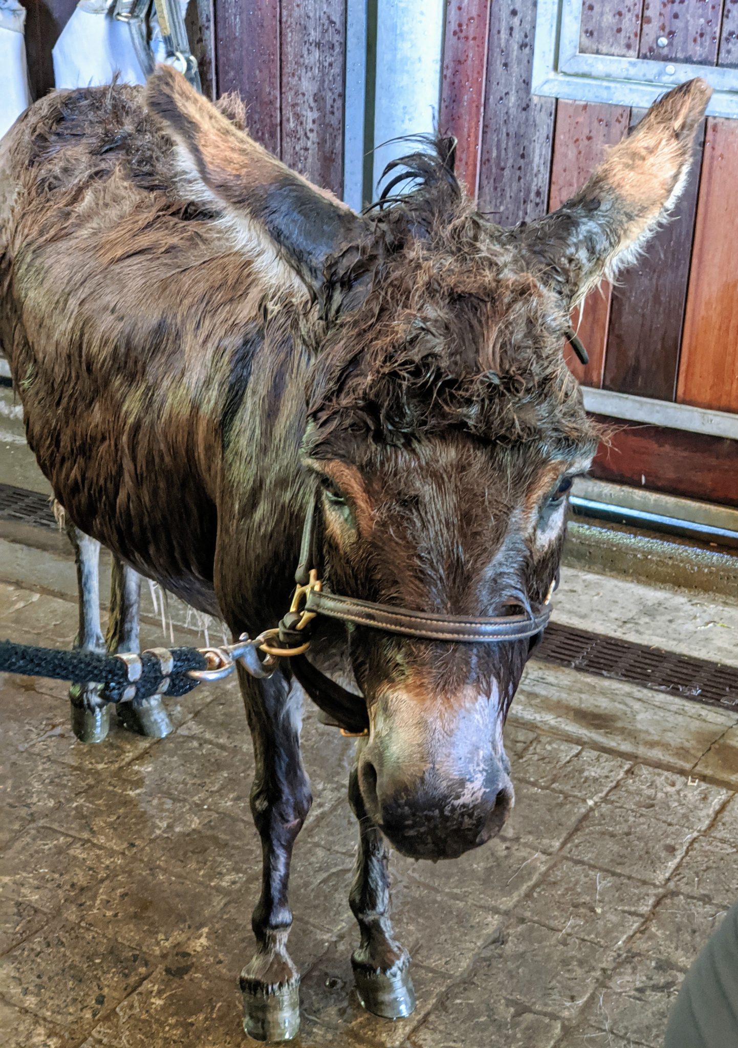 Bath Time for My Five Donkeys The Martha Stewart Blog