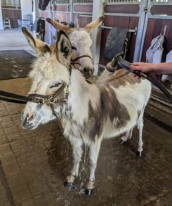 After a few minutes both donkeys are ready and relaxed. Helen quickly starts wetting their entire bodies. Once she feels the warm water, JJ seems to like bath time. Donkey coats come in various colors, such as black, brown, white, gray, or spotted. My donkeys have such pretty markings.