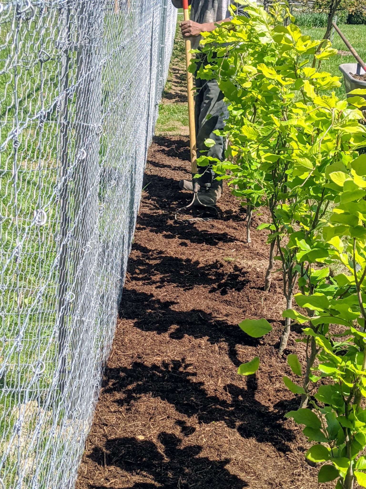 Planting A Hedge Of European Beech Trees - The Martha Stewart Blog