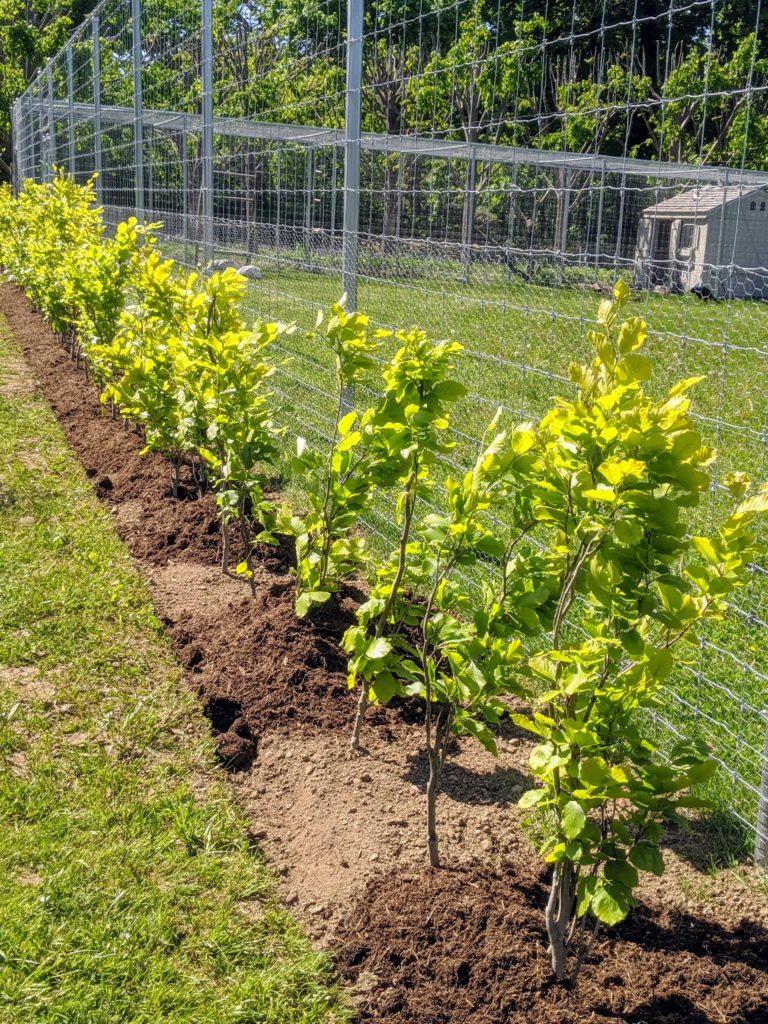 Planting A Hedge Of European Beech Trees - The Martha Stewart Blog