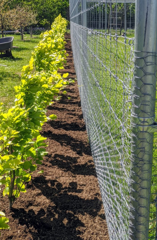 Planting A Hedge Of European Beech Trees - The Martha Stewart Blog