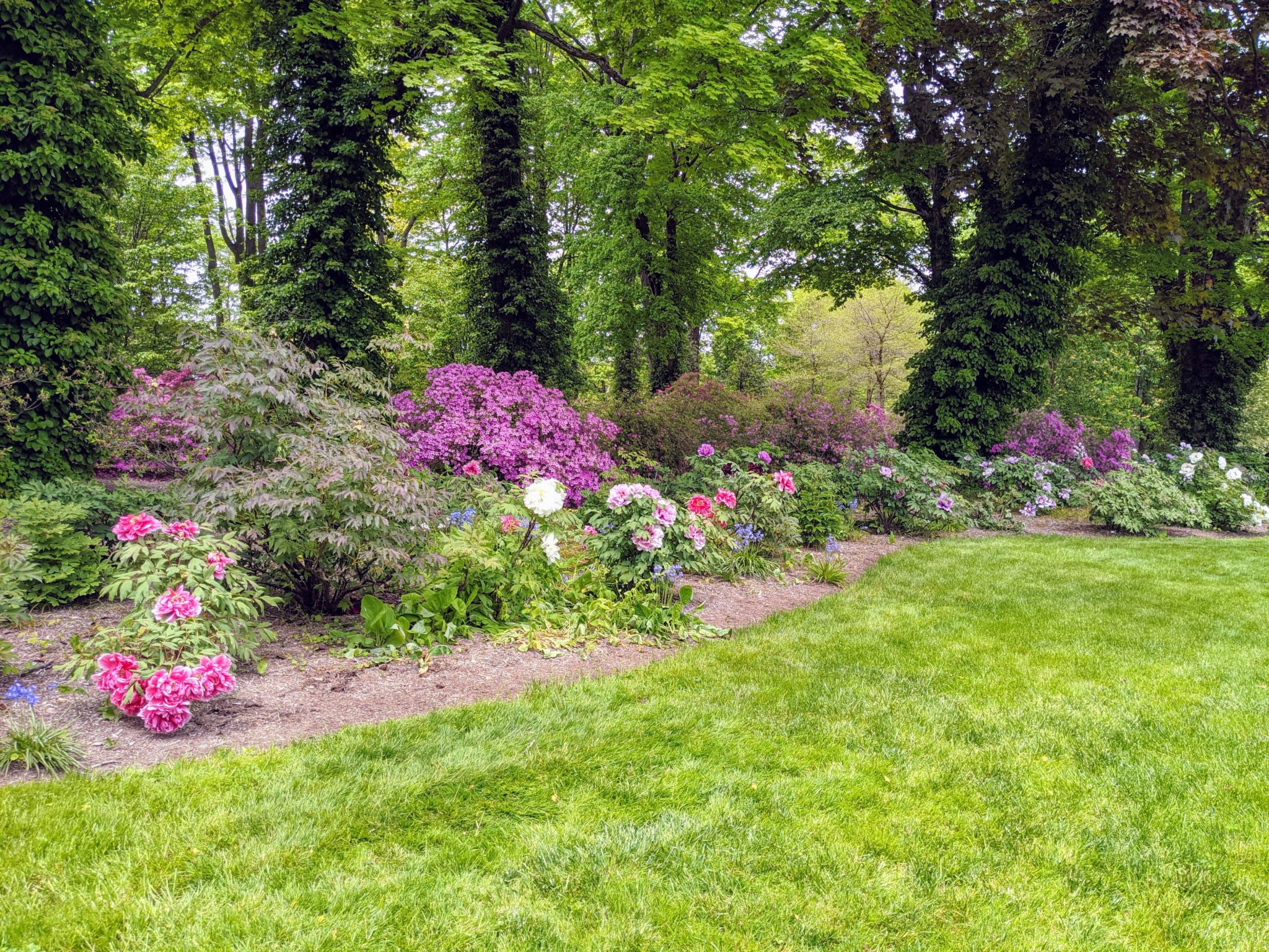 The Blooming Tree Peonies at My Farm The Martha Stewart Blog
