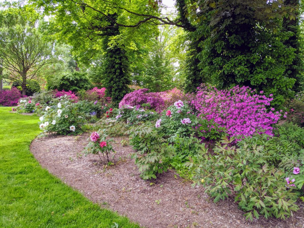 The Blooming Tree Peonies at My Farm - The Martha Stewart Blog