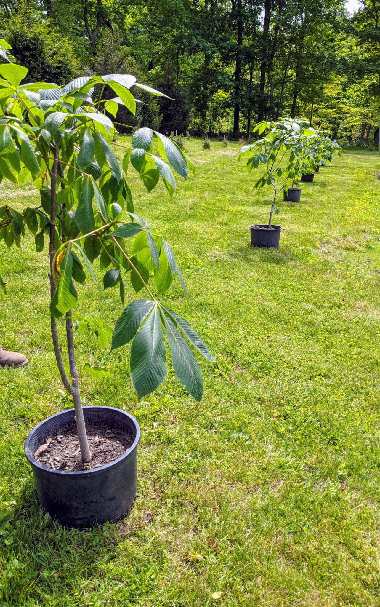 My Blooming Horse-Chestnut Trees - The Martha Stewart Blog