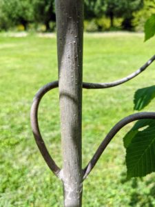 The bark is a pale creamy gray-brown, with a smooth, soft, fine texture. It's not very strong but its softness makes it ideal for carving. Horse-chestnut trees also exhibit interesting twisted limbs.