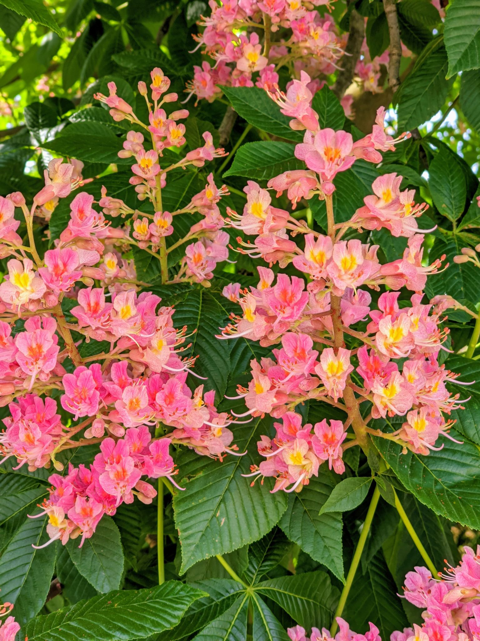 My Blooming Horse-Chestnut Trees - The Martha Stewart Blog