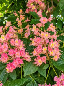 Here they now in full bloom - so bright and colorful. The distinctive, rose-red, cone-shaped flower clusters look so pretty against the lustrous dark green leaves.