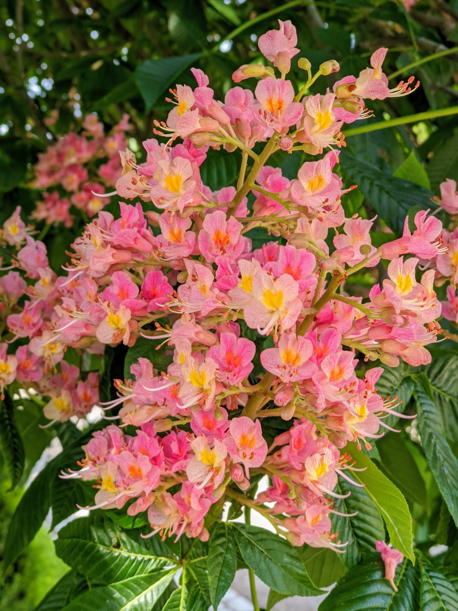 My Blooming Horse-Chestnut Trees - The Martha Stewart Blog