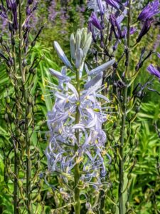 Camassia leichtlinii caerulea forms clusters of linear strappy foliage around upright racemes studded with dozens of six-petaled, two-inch, star-shaped pale to deep lavender-blue flowers.