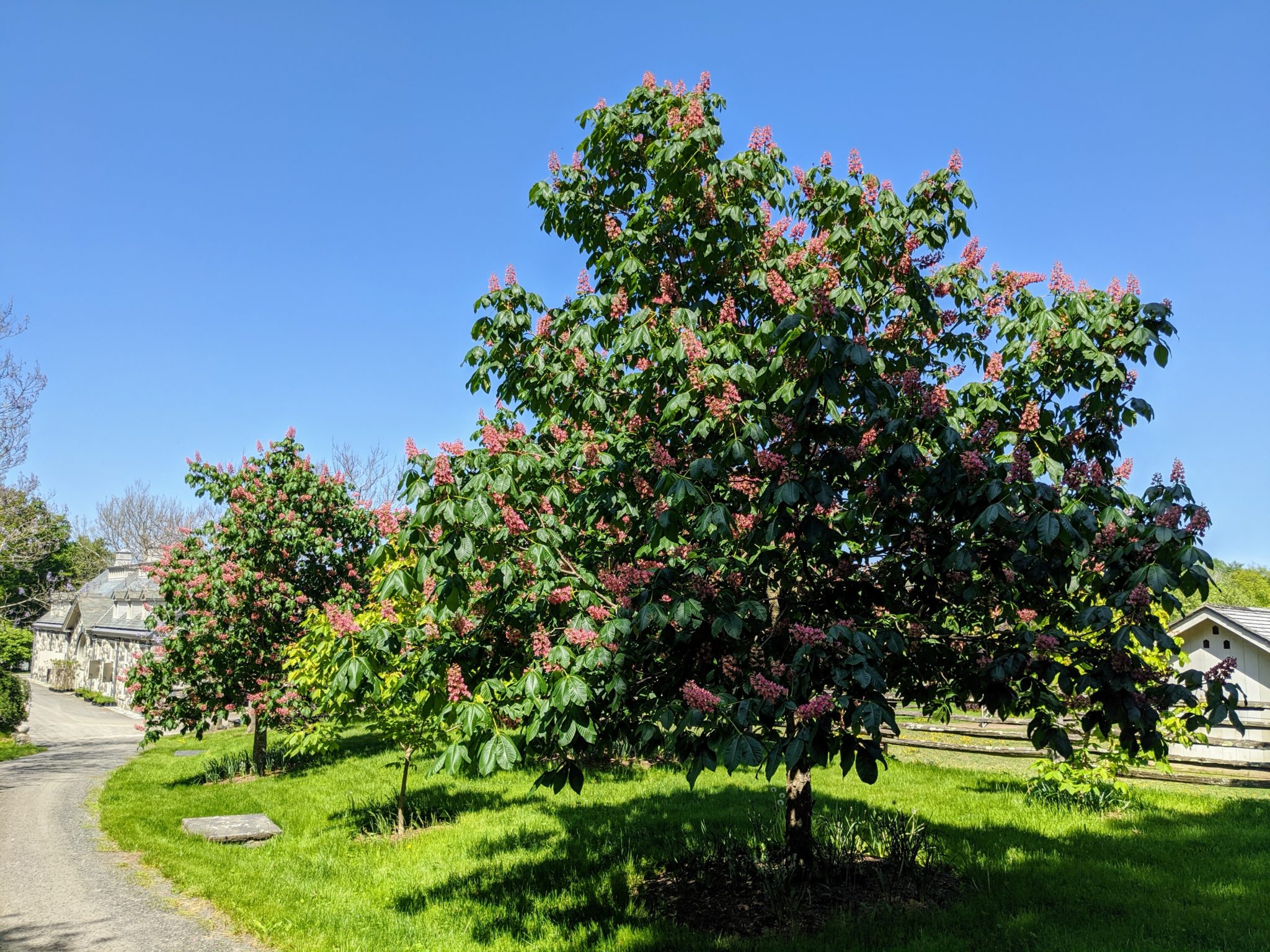 My Blooming Horse-Chestnut Trees - The Martha Stewart Blog