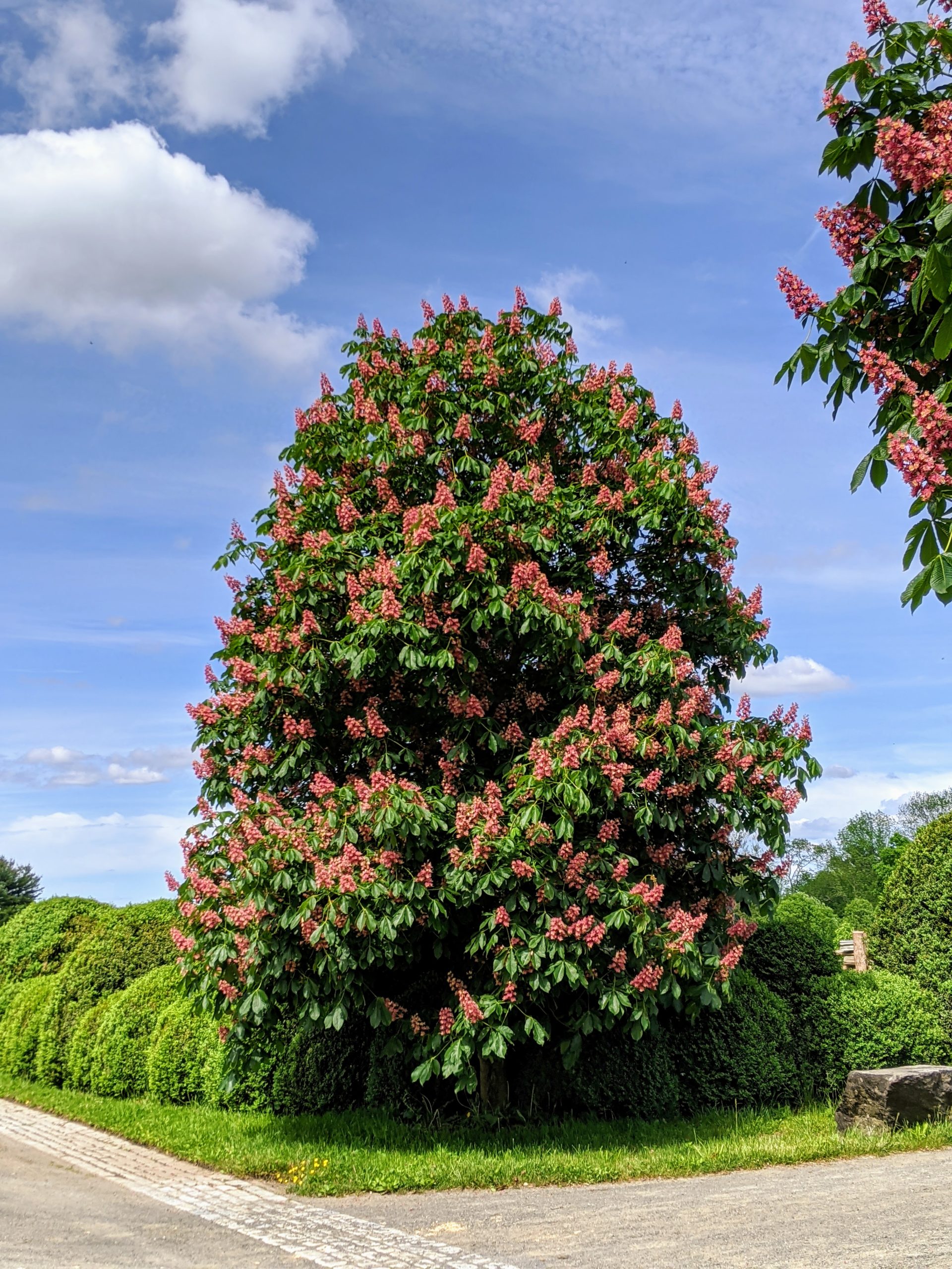 Horse Chestnut Tree Flower Horse Chestnut Tree Flower