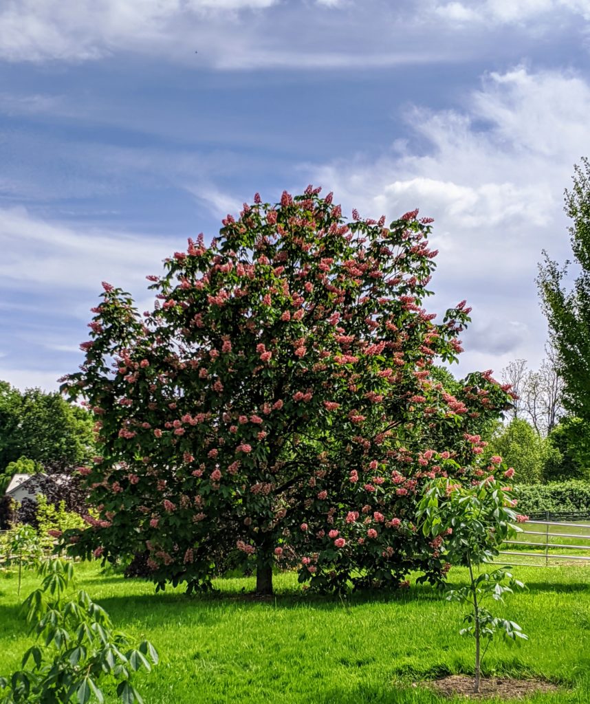 My Blooming Horse-Chestnut Trees - The Martha Stewart Blog