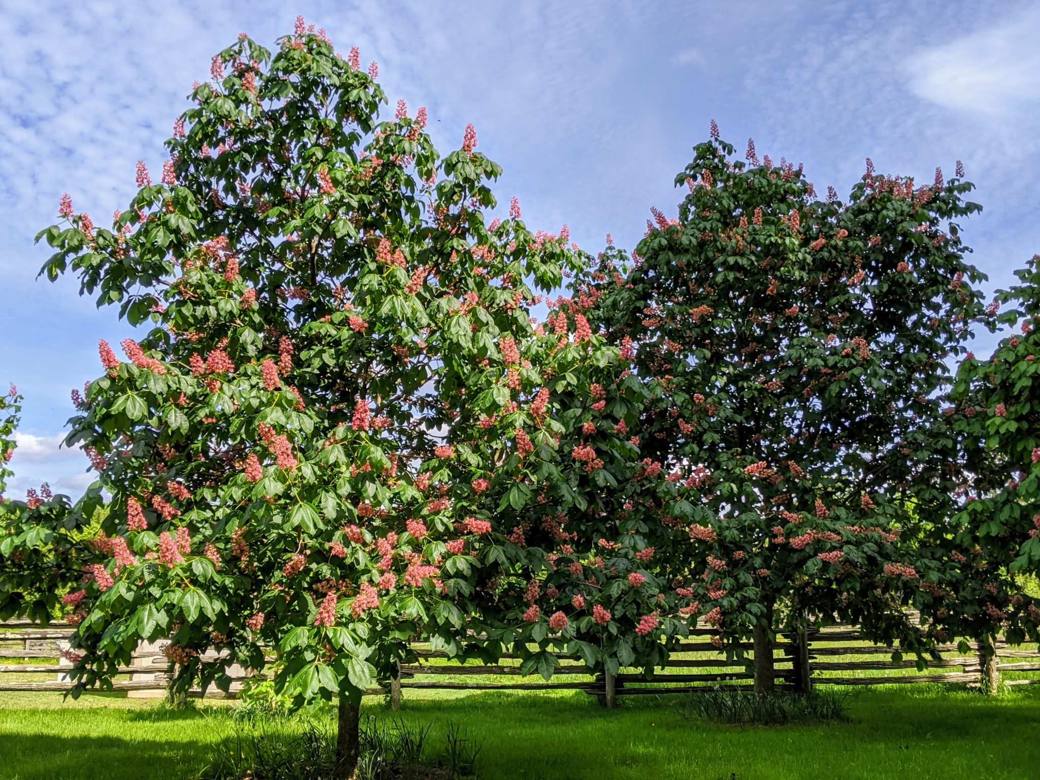 My Blooming Horse-Chestnut Trees - The Martha Stewart Blog