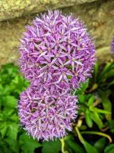 This is Allium aflatunense ‘Purple Sensation’, with four to five inch wide violet-purple globes. Alliums are rabbit-resistant, rodent-resistant and deer-resistant, but adored by bees, butterflies and pollinators. They look so beautiful dotting this border.