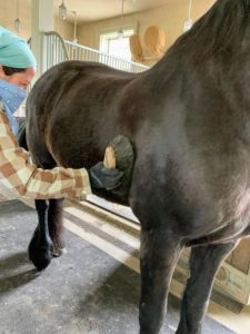 Grooming is a way for handlers and horses to bond. Grooming can be very soothing, and for many horses, it helps stimulate circulation. For young horses, it's a good time to practice standing still, being patient, and being touched.