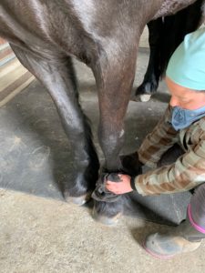 Each of the horse's legs and around each foot is wiped with a towel, not only to clean, but also to feel for any bumps or lumps that may need special attention, as well as heat or swelling, which may indicate an injury. All of them are healthy and doing well.