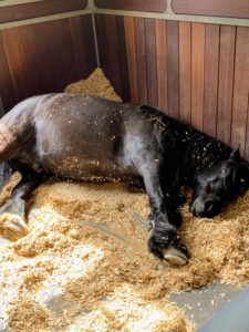 While all the grooming is going on, my Fell Pony, Banchunch, is sound asleep in his stall. Horses engage in light sleep while standing, but actually, reach REM sleep when they lie down. My horses are very relaxed in the stable and usually lie down once a day to nap for about an hour.
