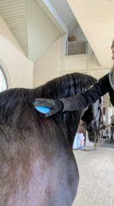 Then, Sara brushes Sasa's beautiful dark mane. She uses a mane and tail brush specially designed for easier brushing with fewer tangles and less hair breakage.