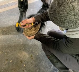 A hoof pick is used to remove dirt, stones, and other debris - particularly in the grooves beside the frog. Regular hoof cleaning can prevent thrush, a foul-smelling bacterial infection.