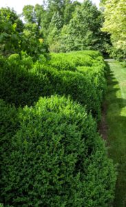 This boxwood surrounds my herbaceous peonies. This photo was taken in June of last year - look at how much greener it became, and there's so much new growth.