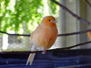 When hatched, canaries are pale yellow-peach or orange. As they grow, they develop more red coloring from the beta carotene in their foods.