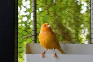 If you choose to keep canaries, be sure to get the largest cage your budget allows, so they have ample room to exercise, spread their wings, and perch on different levels and surfaces.