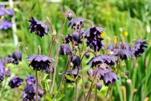 Here is a columbine in rich, dark purple. The bonnet-like flowers come in single hues and bi-colored in shades of white, pink, crimson, yellow, purple and blue.