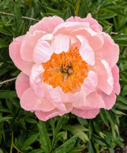 Semi-double peonies are those which have single or double rows of broad petals encircling more broad petals and an exposed center crown.