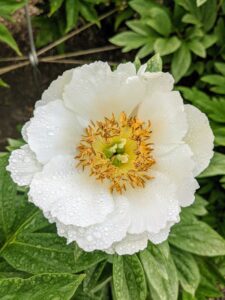 Plant peonies away from trees or shrubs, and provide them with shelter from strong winds.