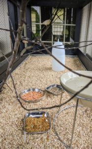 The corn cob litter on the floor of the cage is changed daily, so the birds are always in a fresh, clean environment.