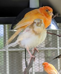 Here is one of the youngest canaries in the flock. It is one of four youngsters that hatched this season. All the babies are already flying around the cage.