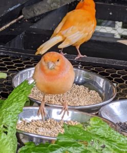 A canary’s metabolism is very fast, so it’s important to be observant of their eating needs and habits. I love trying different seeds and seed blends to see which ones they like best.