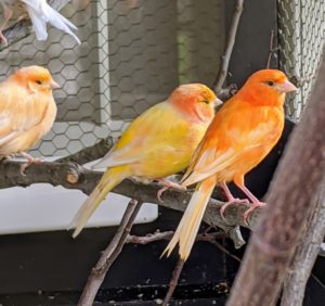 Red factor canaries were developed in the early 1900s by crossing a Venezuelan Black-Hooded Red Siskin with a yellow canary. In order to maintain their rich red plumage, red factors must be fed foods rich in beta-carotene, or a supplement of half pure beta-carotene and half pure canthaxanthin.