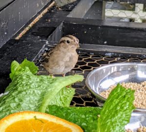 This is one of two Combassou finches I added to my flock earlier this year. They were gifted to me by my friend, Ari Katz, who is a very knowledgeable and passionate young avian enthusiast. These small, friendly finches are native to South Africa.