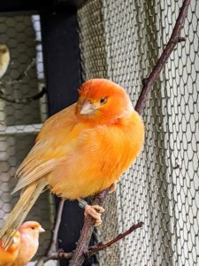 The red factor canary, Serinus canaria domestica, is one of the most popular canary breeds. They are prized for their color rather than their song, but they are also very happy singers.