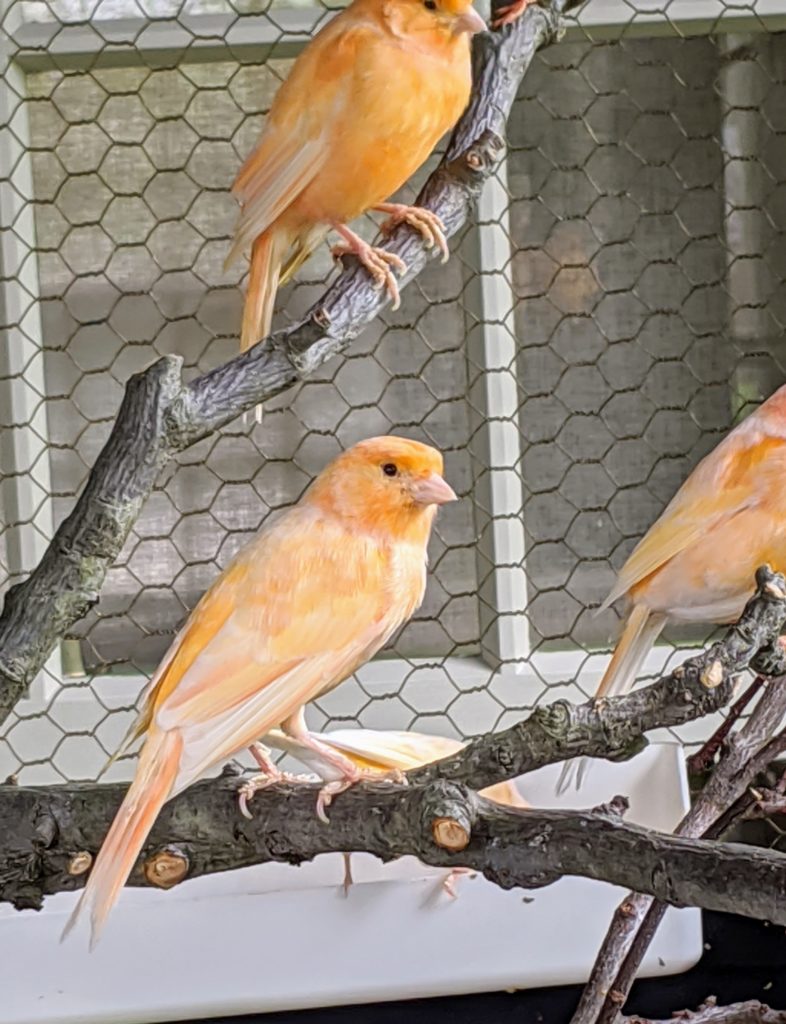 The Martha Stewart Blog : Blog Archive Checking on My Canaries and ...