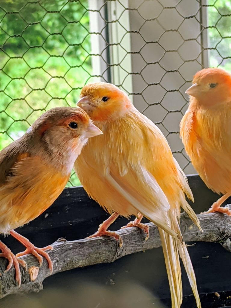 The Martha Stewart Blog : Blog Archive Checking on My Canaries and ...