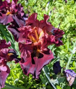 This bearded iris is a deep shade of burgundy.