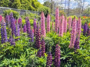 Lupines are attractive and spiky, reaching one to four feet in height. Lupine flowers may be annual and last only for a season or perennial, returning for a few years in the same spot in which they were planted. The lupine plant grows from a long taproot and loves full sun.