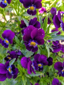 Johnny Jump Ups are a popular viola. They are native to Spain and the Pyrennes Mountains and are easy to grow. Small plants produce dainty, fragrant blooms – some in deep purple and yellow.