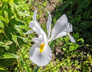 And, Iris × hollandica, commonly known as the Dutch iris, is a hybrid iris developed from species native to Spain and North Africa. Dutch irises grow well in zones 4 to 9, and they reach heights as tall as two feet.