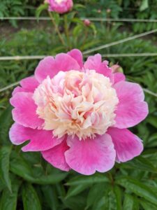 ‘Beautiful Señorita’, a Japanese variety, has a double row of deep, pink guard petals and a creamy center.