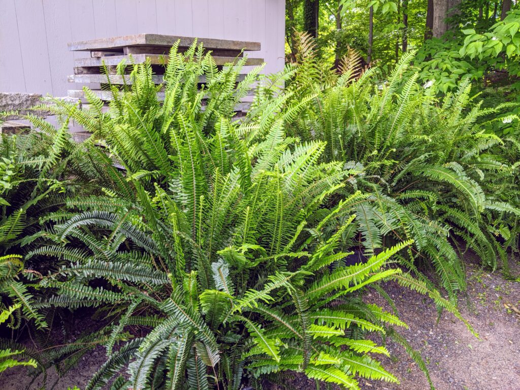 My Tropical Plants Are Out for the Season - The Martha Stewart Blog