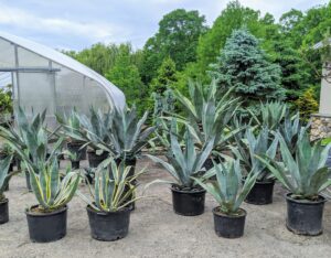 These potted agaves are so beautiful, but be sure to keep them in low traffic areas, as their spikes can be very painful. And always wear gloves and eye protection when potting them up or dividing as the sap can burn. Agaves are exotic, deer-resistant, drought-tolerant plants that can live happily in containers.