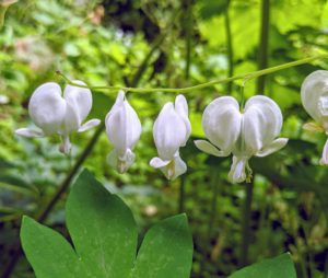 And these classic bleeding hearts - white heart-shaped flowers. Their tall stems emerge and produce dangling clusters of white blossoms in spring.