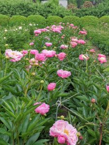 One of the reasons these peonies thrive here at the farm is because of the soil. It has a pH of 6.5 to 7.0, which is ideal. It is also amended with superphosphate and Azomite, a natural product mined from an ancient mineral deposit in Utah. These natural additives improve root systems and overall plant vigor, resulting in this fantastic profusion of blooms.