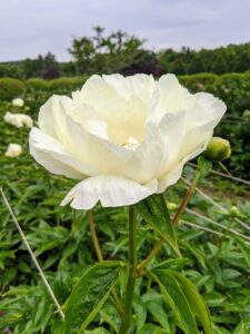 Peonies usually bloom quite easily, but if your peonies aren’t blooming, the plants may need more light.