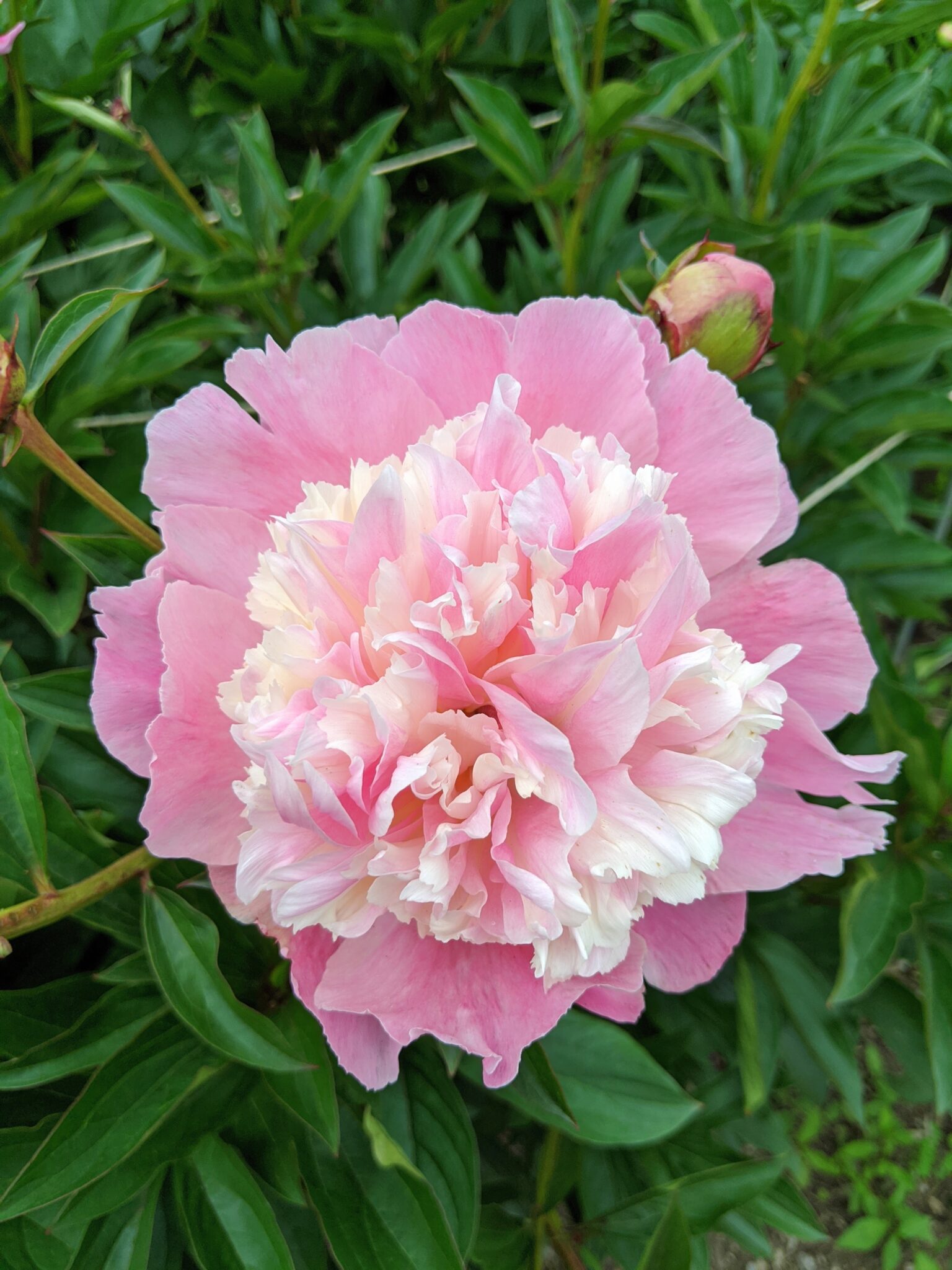 My Herbaceous Peonies in Bloom - The Martha Stewart Blog